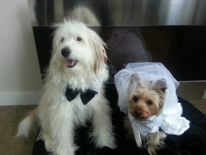 dog-wedding-buffalo-ny